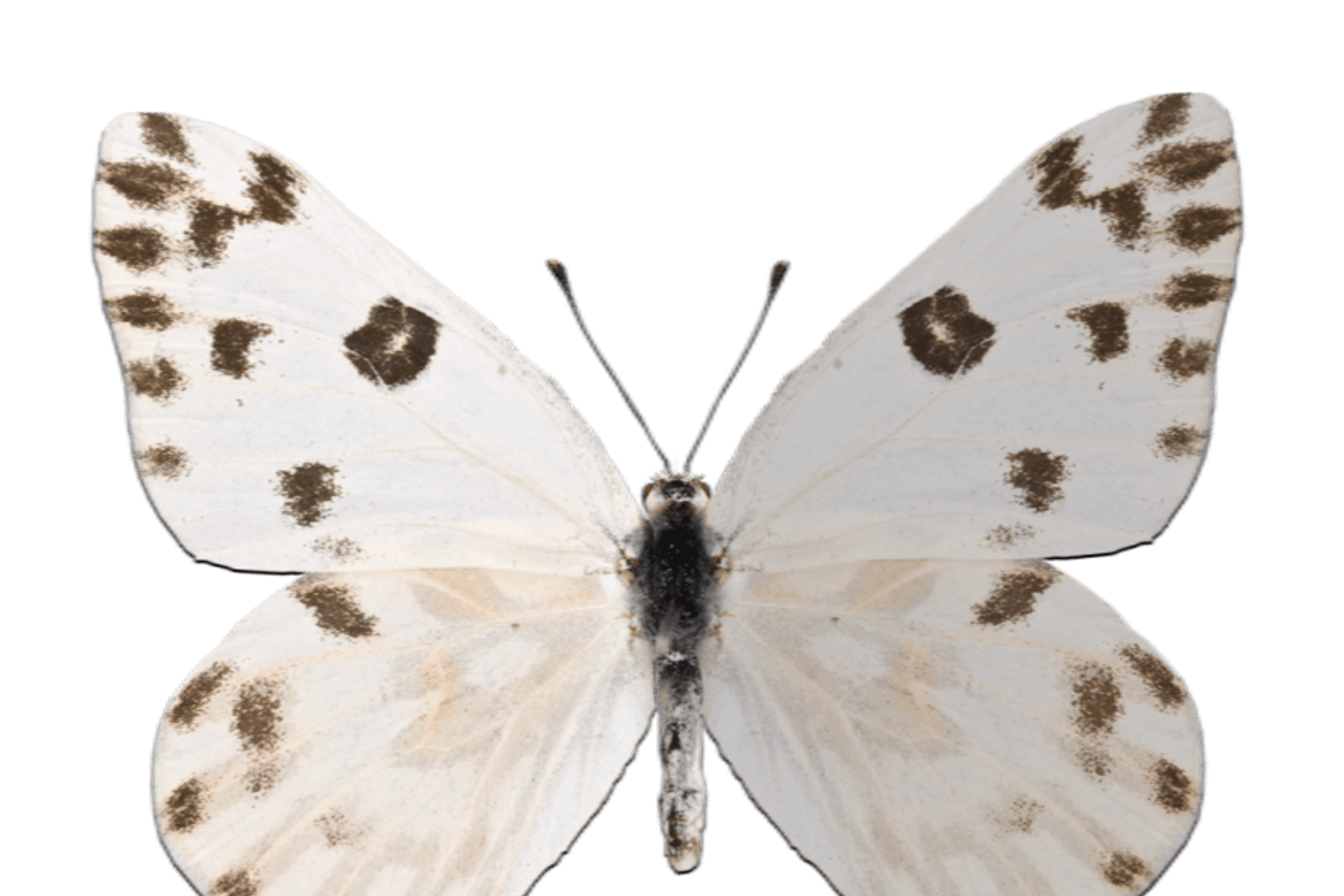 The Monrose Catering Too story